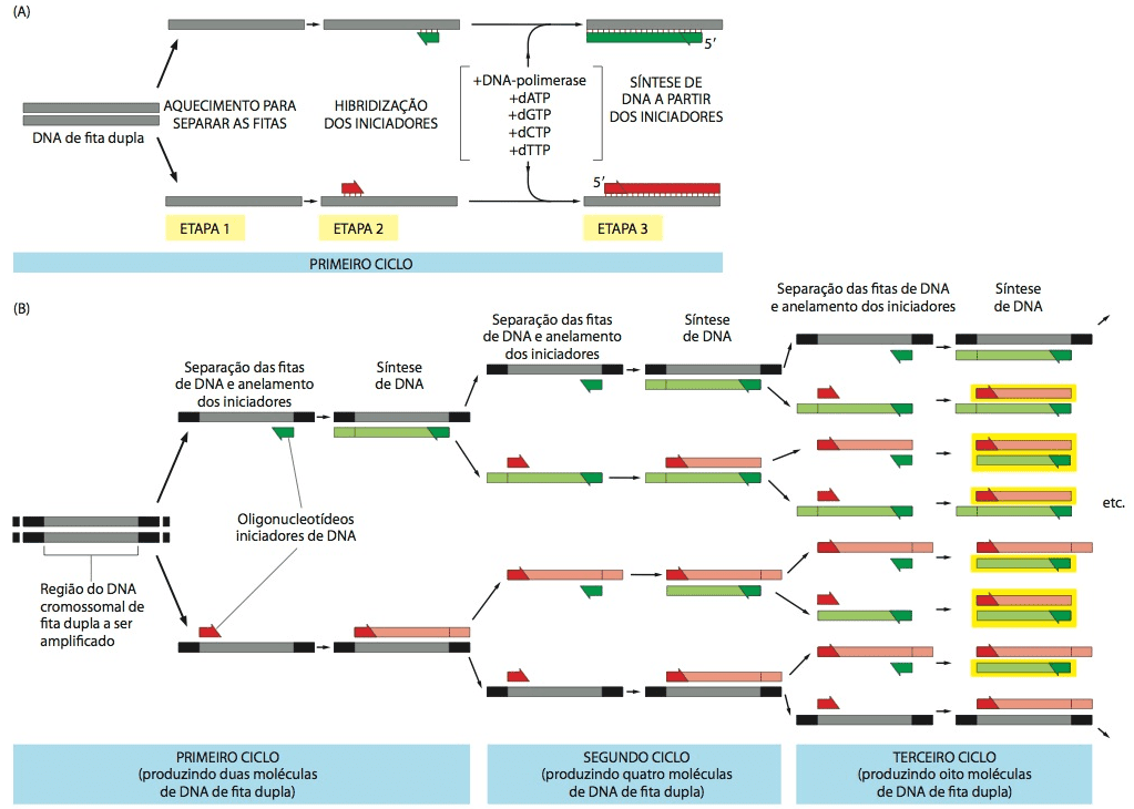 CICLOS DA PCR