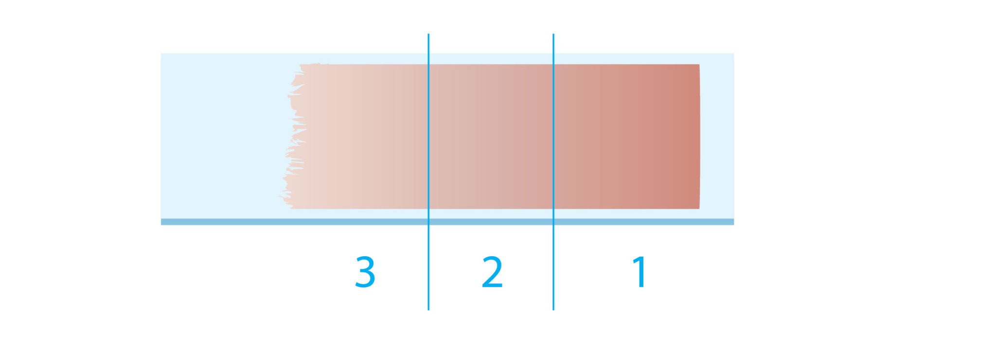 Lâmina Microscopia: 1 - Cabeça, 2 - Corpo e 3 - Cauda