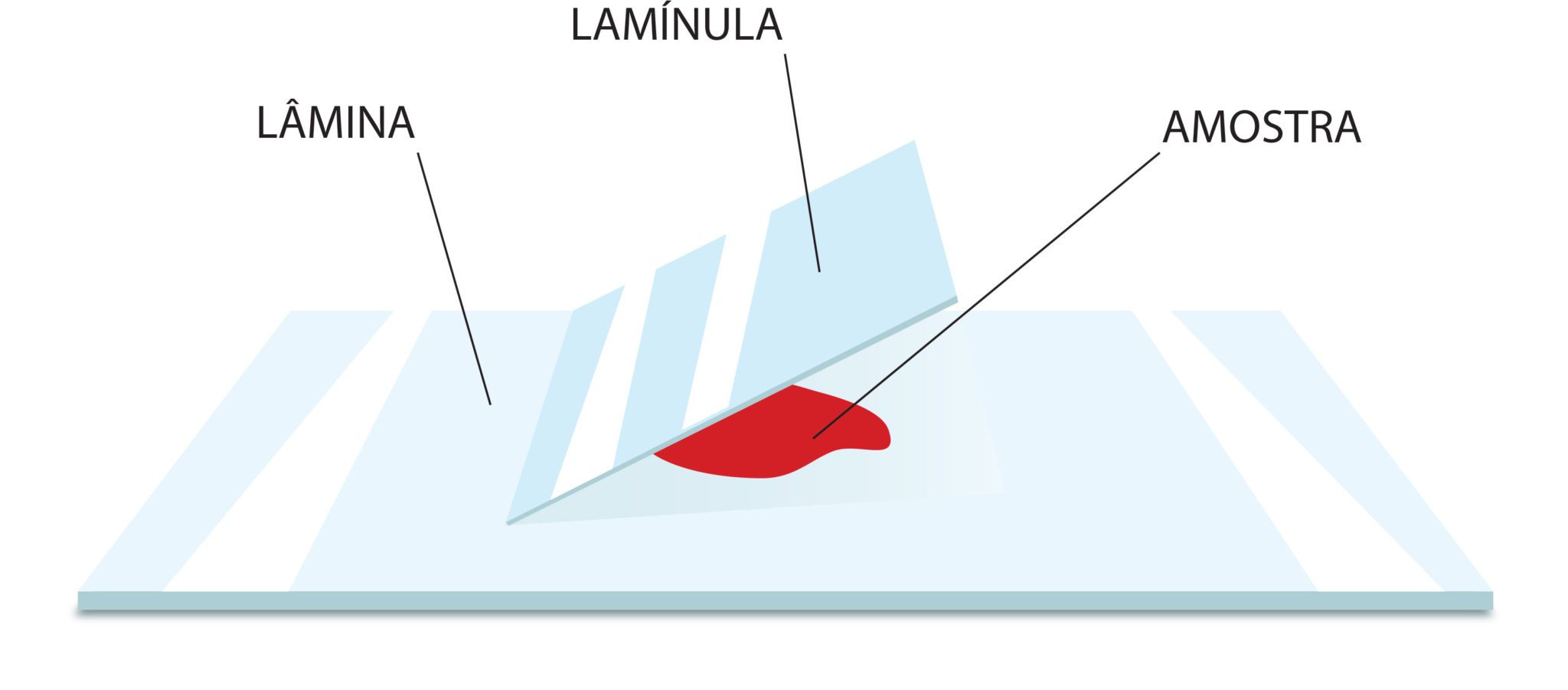 Esquema Lâmina, Lamínula e amostra