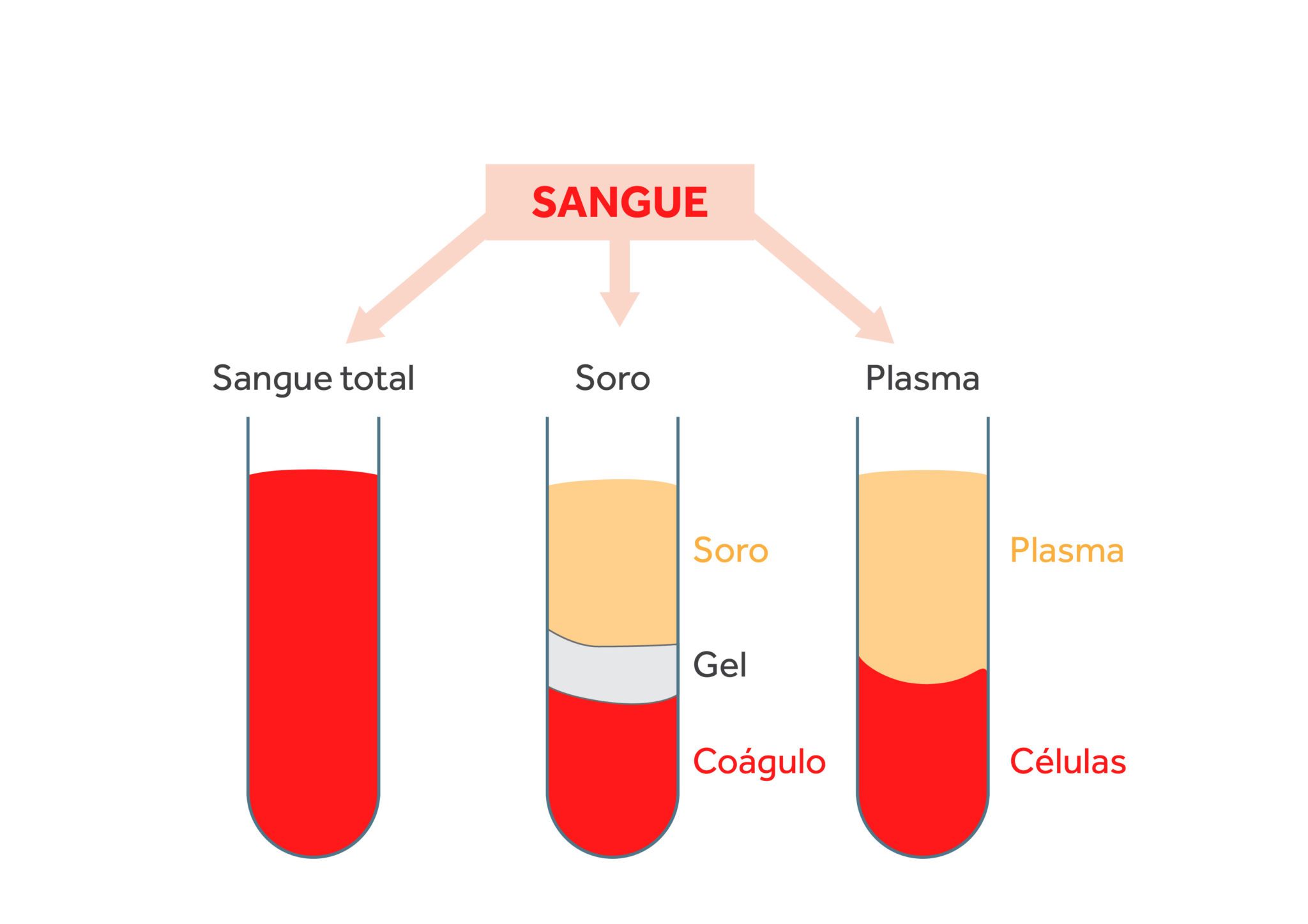 Separação do Sangue total, soro e plasma